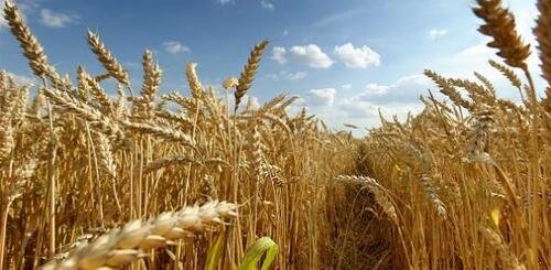 Com safra recorde e exportação histórica, Brasil reduz dependência externa de trigo